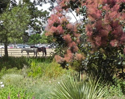 Horses